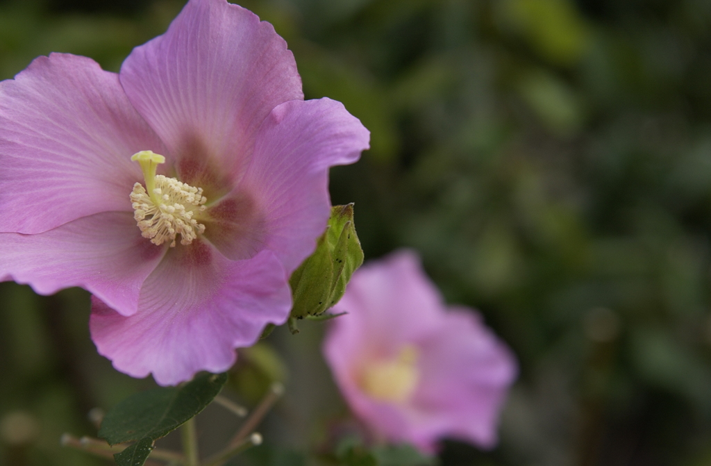 芙蓉？だっけ？