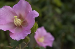 芙蓉？だっけ？