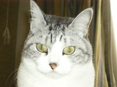 ぼん です