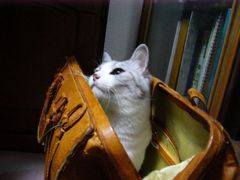 連れてって