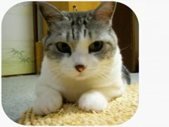 いたずら するにゃ