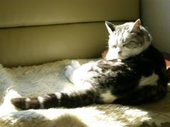 ひなたぼっこ