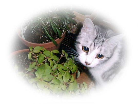 子ねこ　ぼん