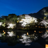 三船山楽園　夜桜