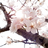 sakura2
