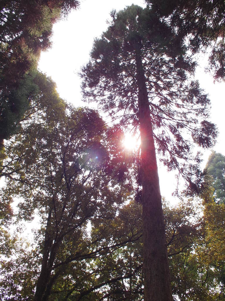 光