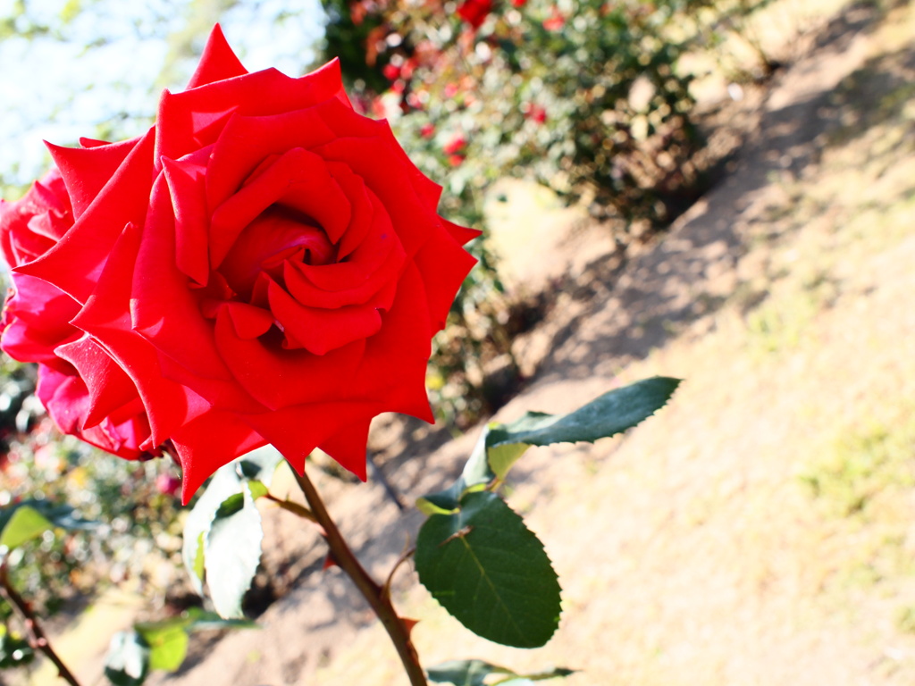 rose red