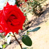 rose red