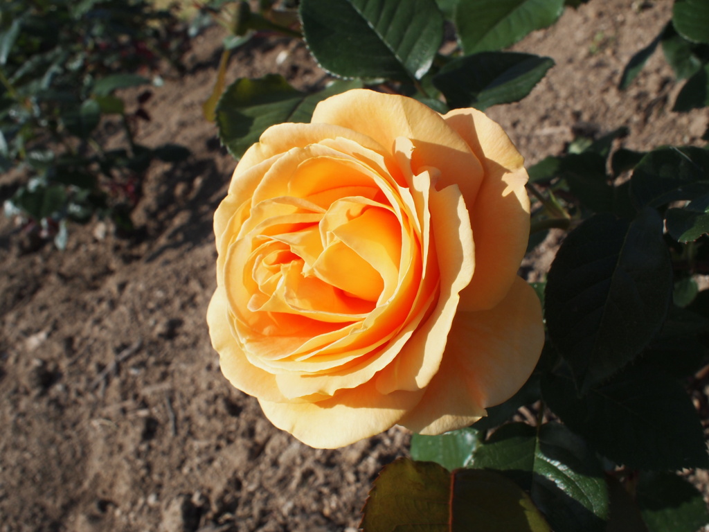 rose yellow