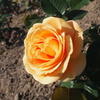 rose yellow
