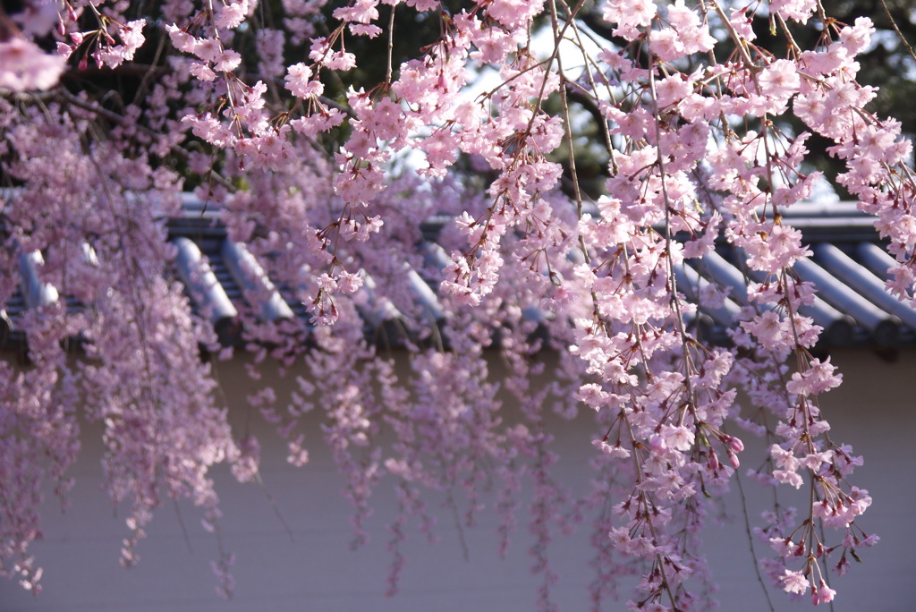枝垂れ桜