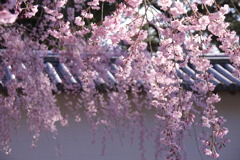 枝垂れ桜