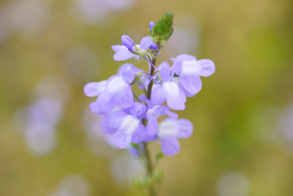 紫色の花