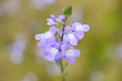 紫色の花