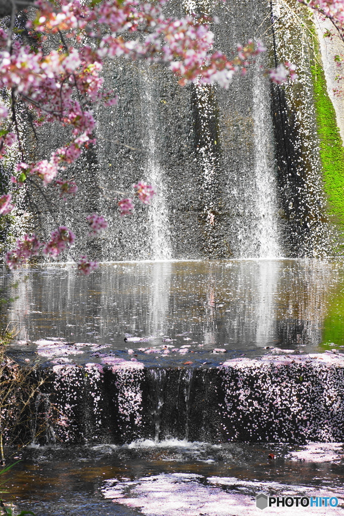 桜の川