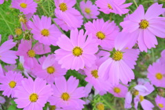 コスモス！