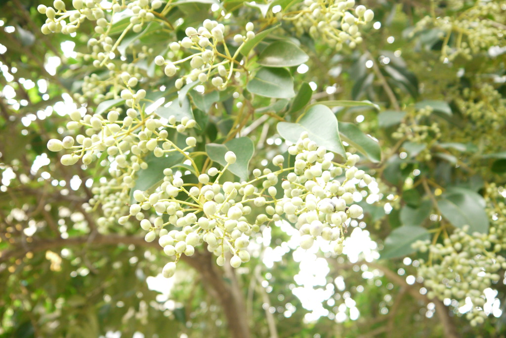 この～実なんの実～？♪