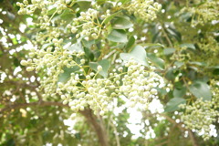 この～実なんの実～？♪