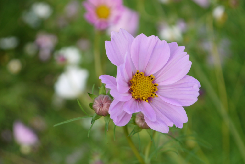 秋の花色