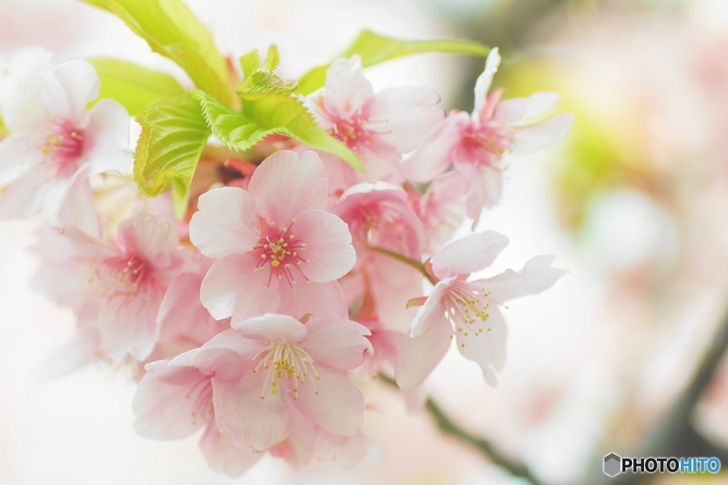 河津桜