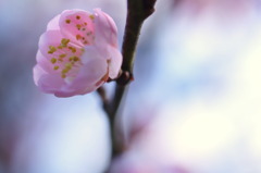 ピンクの花びらと黄色いしべ