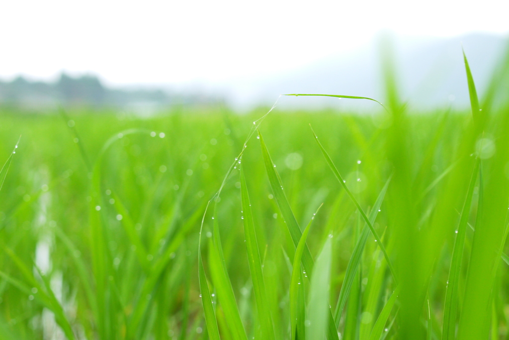 梅雨の一日