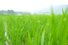 梅雨の一日