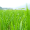 梅雨の一日