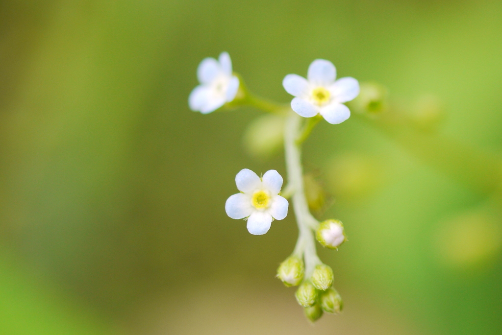 ちっちゃなお花♪