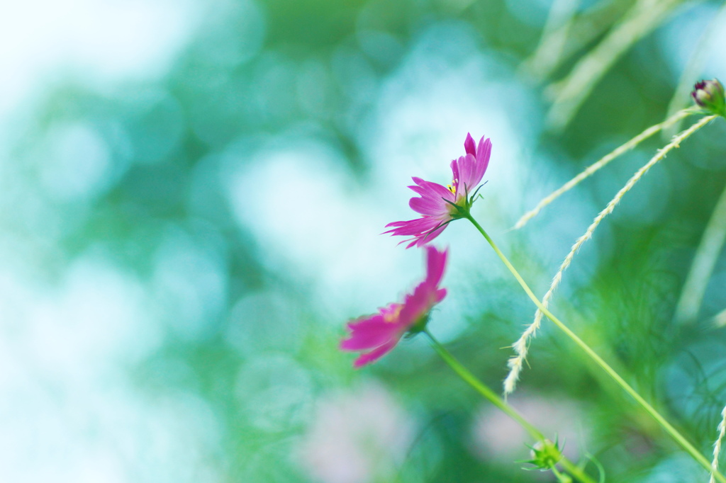 秋桜