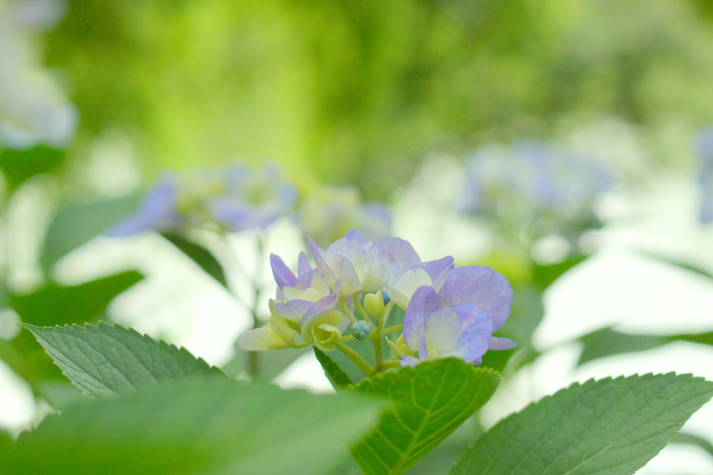 紫陽花　菫色