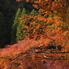 紅葉