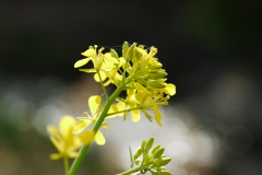 菜の花Ⅰ