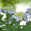 紫陽花　菫色2