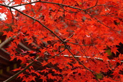 花の寺