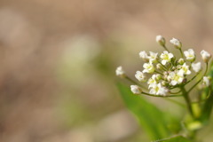 ぺんぺん草かな。。。？