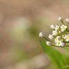 ぺんぺん草かな。。。？