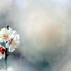 blanche