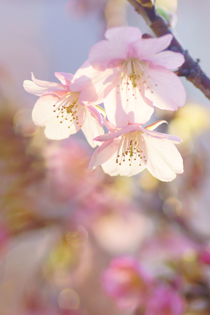 ＳＡＫＵＲＡ