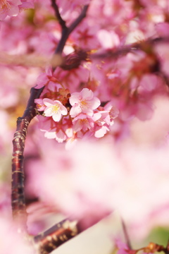 桜咲く♪