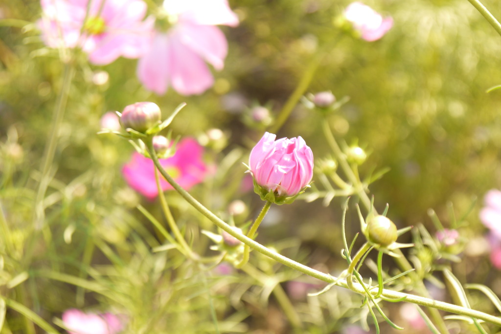 秋桜色