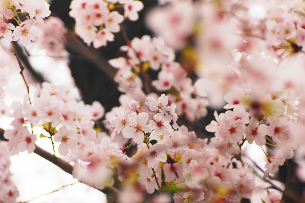 桜通り