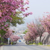 いつもの坂道