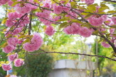 桜の園へ