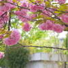 桜の園へ