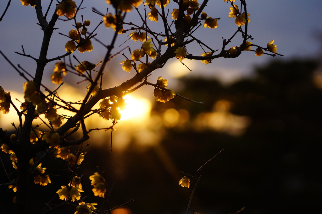 夕暮れ