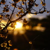 夕暮れ
