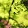 青紅葉