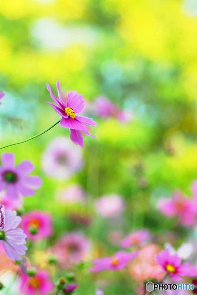 秋桜