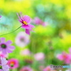 秋桜